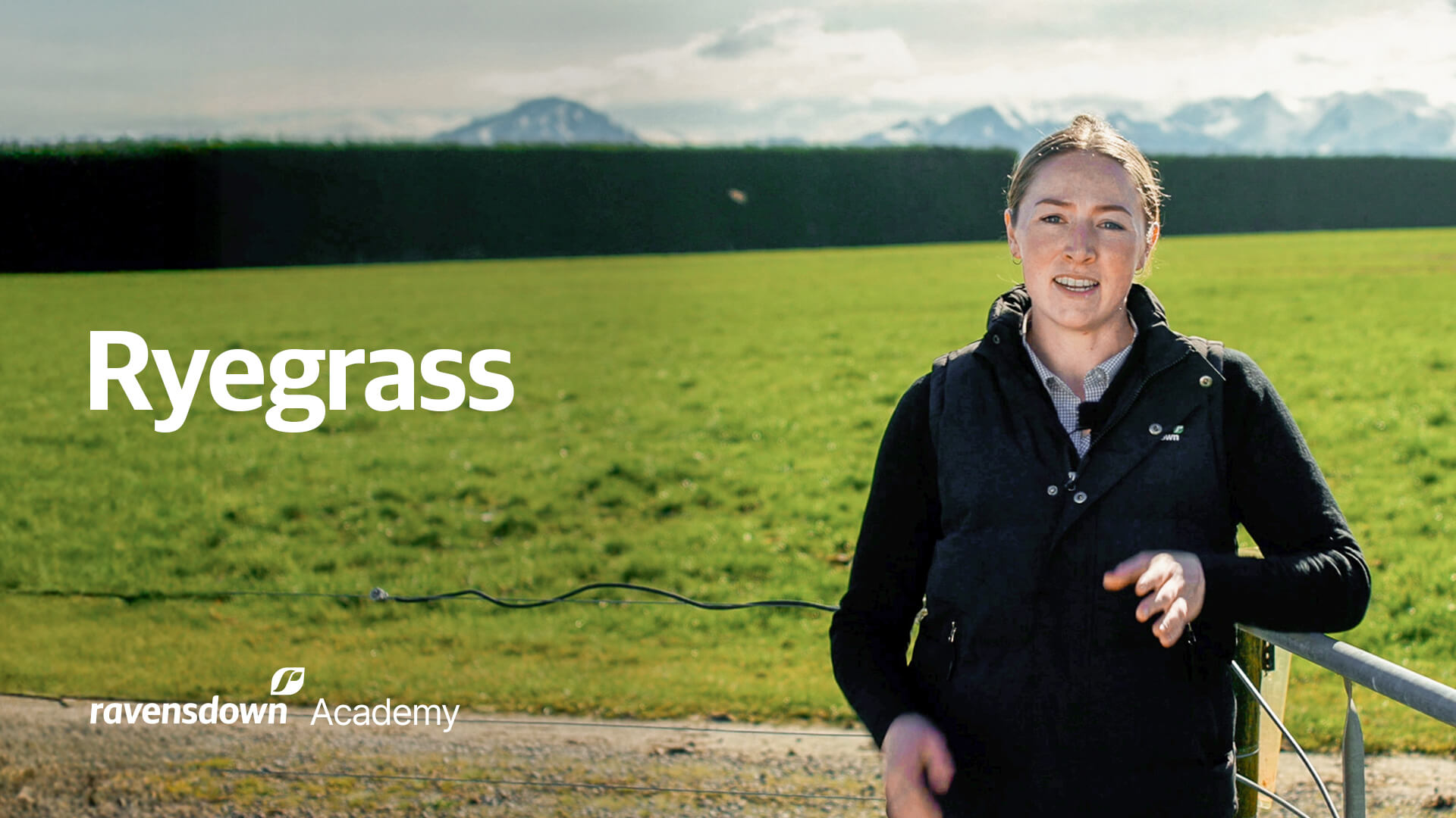 Ravensdown Academy Ryegrass